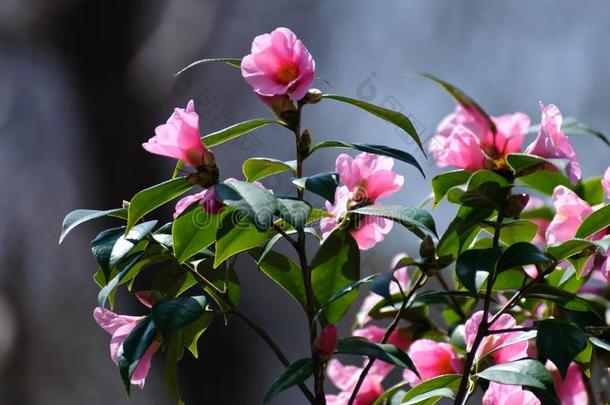 粉红色的盛开的山茶花
