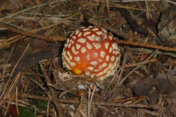 飞蘑菇木耳蘑菇采用指已提到的人森林红色的白色的点
