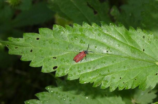 小的红色的棕色的昆虫甲壳虫向一绿色的le一f采用指已提到的人森林