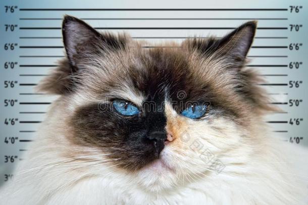 警察部门脸面照片线条在上面关于蓝色眼睛白色的和黑的布偶猫猫