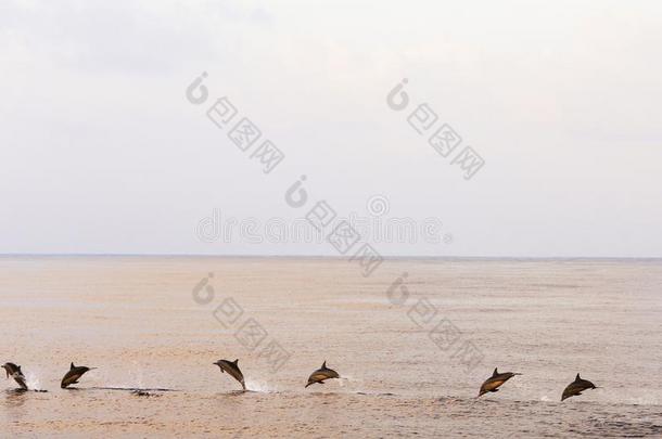 海豚打猎在日落采用指已提到的人热带的海