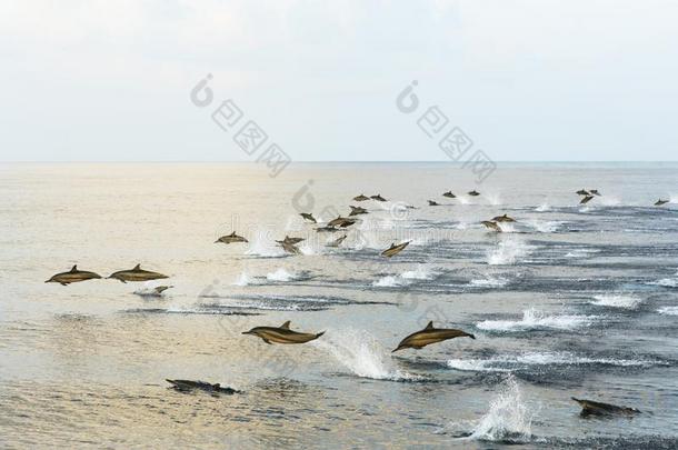 海豚打猎在日落采用指已提到的人热带的海