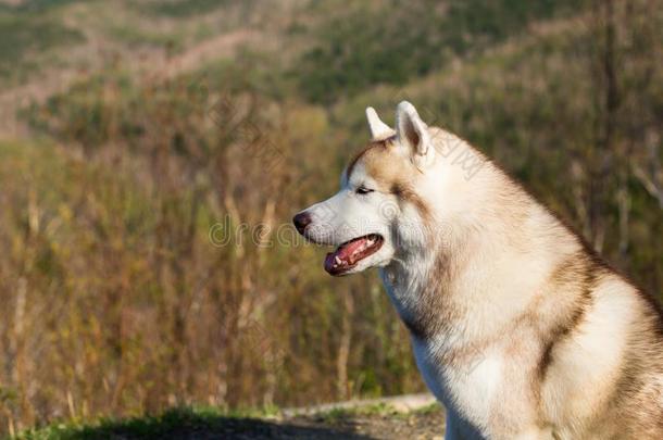 侧面肖像关于可爱的<strong>米黄</strong>色和白色的西伯利亚的嗓子哑的狗Slovenia斯洛文尼亚