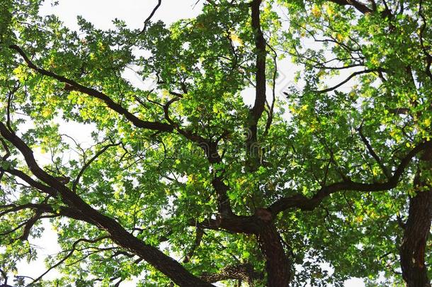 老的栎树采用秋公园奥列克桑德里亚采用联系人瑟克夫