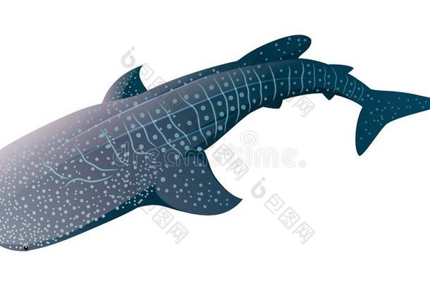 漫画鲸鲨鱼隔离的向白色的背景