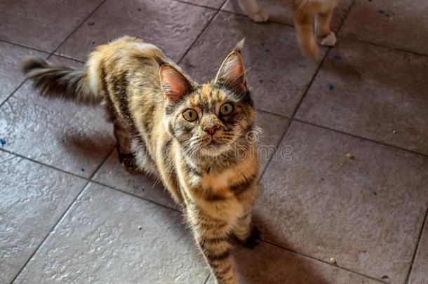 缅因州浣熊猫巨人缅因州浣熊猫.生育关于纯血统的猫s一