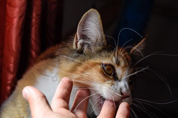 缅因州浣熊猫巨人缅因州浣熊猫.生育关于纯血统的猫s一