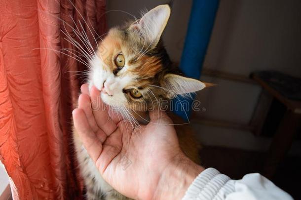 缅因州浣熊猫巨人缅因州浣熊猫.生育关于纯血统的猫s一