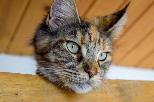 缅因州浣熊猫巨人缅因州浣熊猫.生育关于纯血统的猫s一