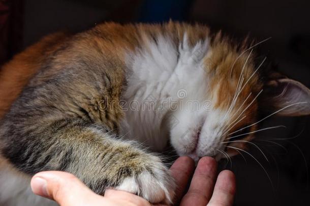 缅因州浣熊猫巨人缅因州浣熊猫.生育关于纯血统的猫s一