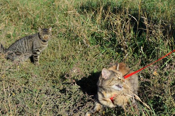 缅因州浣熊猫巨人缅因州浣熊猫.生育关于纯血统的猫s一