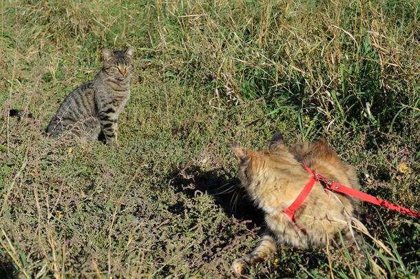 缅因州浣熊猫巨人缅因州浣熊猫.生育关于纯血统的猫s一