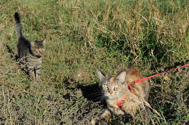 缅因州浣熊猫巨人缅因州浣熊猫.生育关于纯血统的猫s一