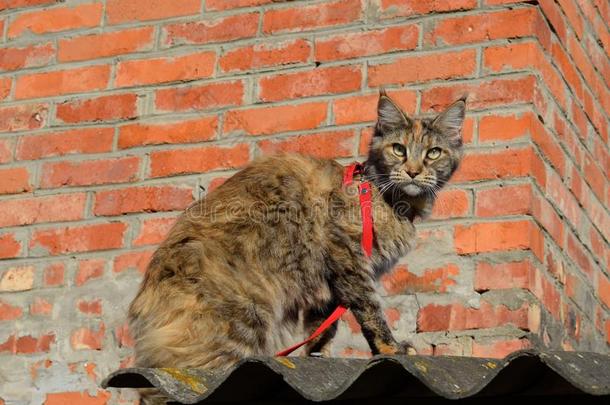 缅因州浣熊猫巨人缅因州浣熊猫.生育关于纯血统的猫s一