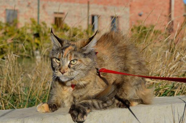 缅因州浣熊猫巨人缅因州浣熊猫.生育关于纯血统的猫s一