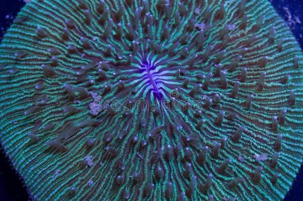 芬吉盘子珊瑚