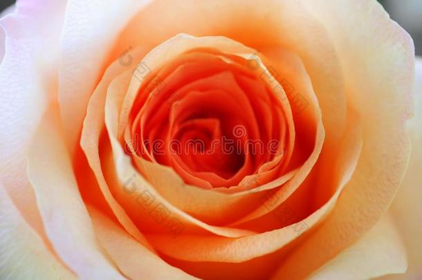 美丽的桔子玫瑰关在上面
