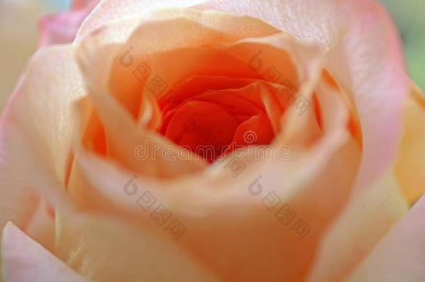 美丽的桔子玫瑰关在上面