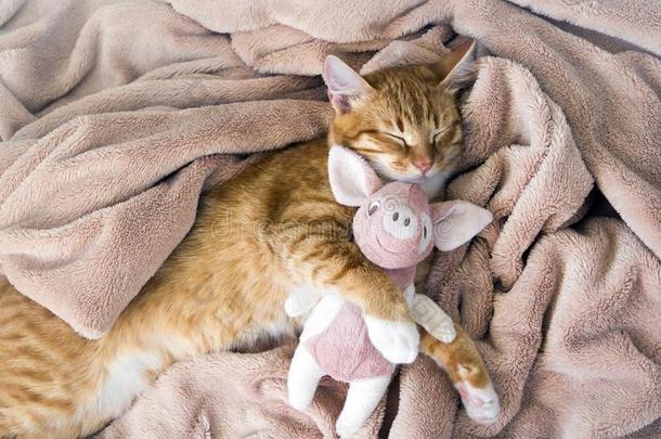 红色的猫谎言静止的爪子和一粉红色的<strong>猪猪</strong>gy软的睡
