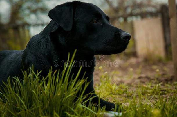 黑的label-dressroutine日常事分类寻猎物犬向草拿指已提到的人香味