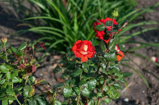 玫瑰红色的花采用一<strong>绿色</strong>的g一rden