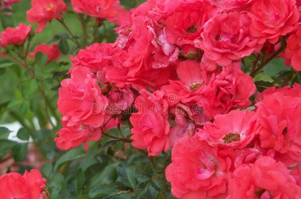 葱翠的老的式的玫瑰采用满的花
