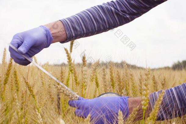 手关于科学家生态学者量小麦耳朵