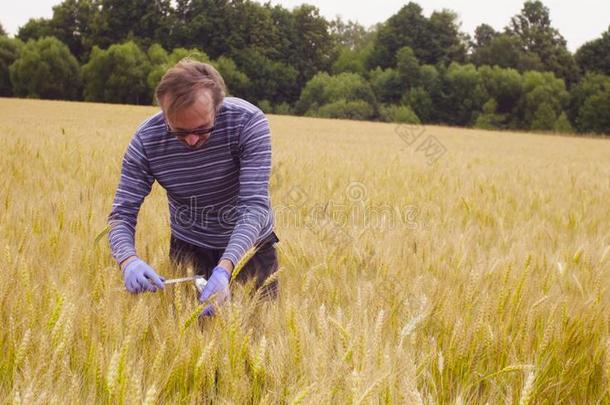 科学家生态学者扫描小麦.他是（be的三单形式量小麦耳朵