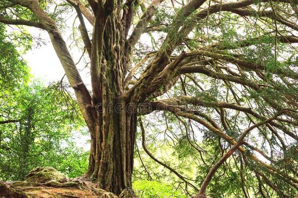 古代的树关于生活和撒布肢和根