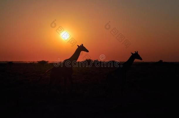 两个野生的长颈鹿向日落采用非洲的无树大草原