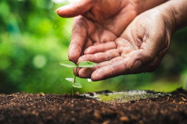 种<strong>植树</strong>.树生长,秧苗采用自然绿色的和金