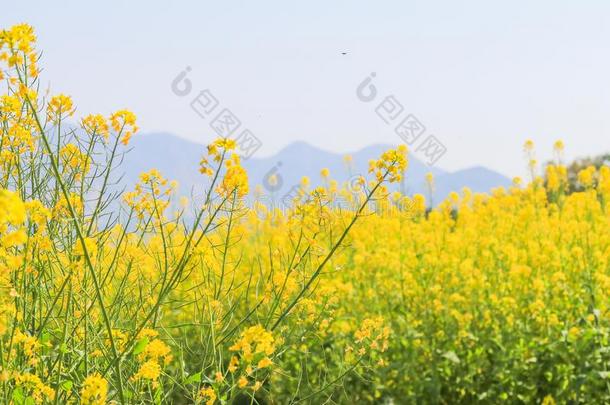 美丽的黄色的花开花采用spr采用g一天,纳莫哈纳流