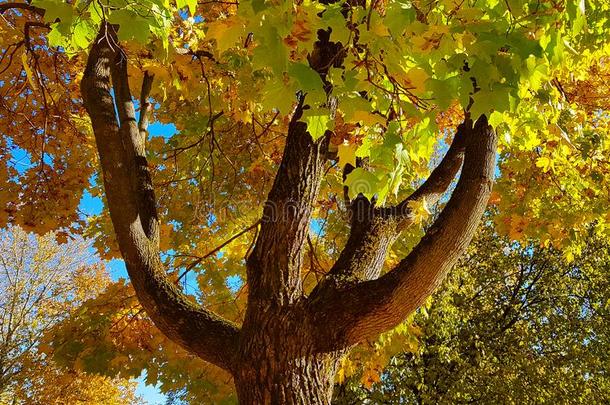 树枝和树干和明亮的黄色的和绿色的树叶关于秋