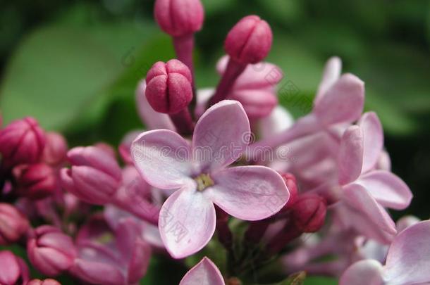 紫色的花关于紫丁香属的植物寻常的