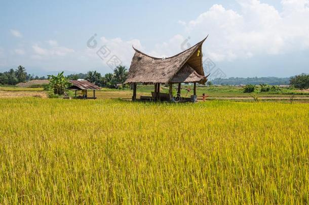 小屋和稻田采用自然和蓝色天