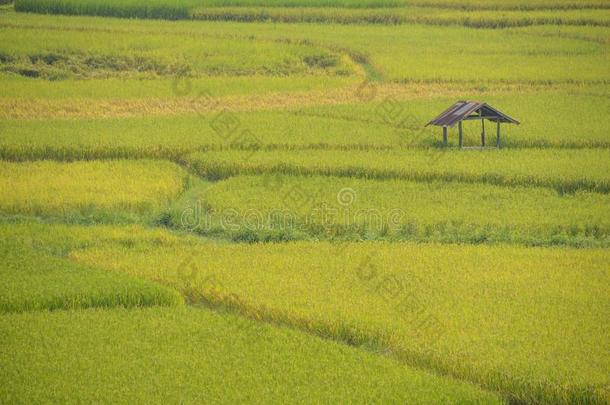 小屋和稻田采用自然