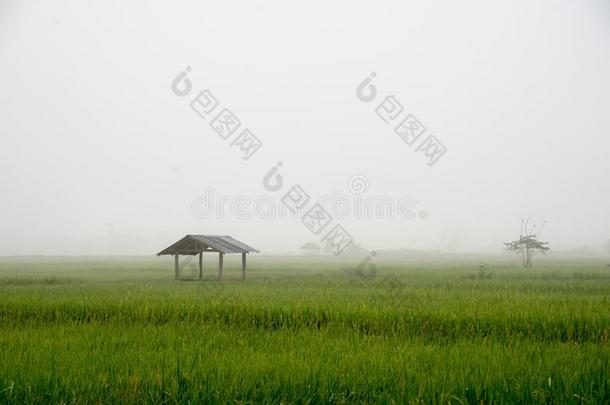 小屋和稻田采用自然