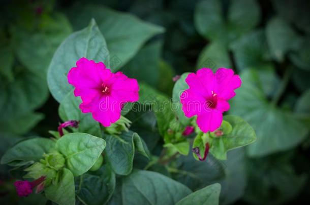 两个丁香花属花叫夜美好,关-在上面,夜美好