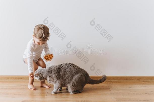 小的蹒跚行走的人男孩采用白色的紧身衣裤和甜饼干和灰色的猫