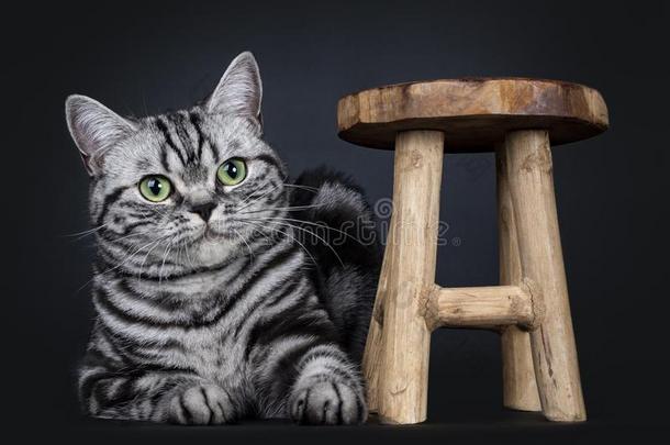 卓越的黑的平纹银斑点的不列颠的短毛猫猫软毛<strong>小动物</strong>