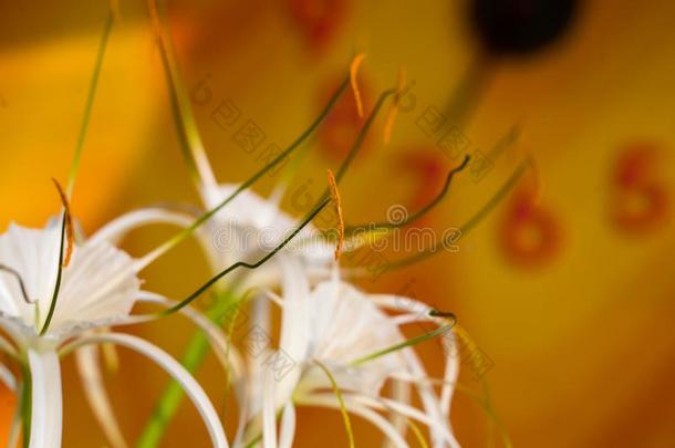 加勒比海蜘蛛-百合花,唯一的方式白色的花向多彩的