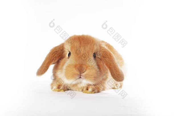 兔子兔子桔子砍伐年幼的兔子衣物和装备向隔离的白色的后面