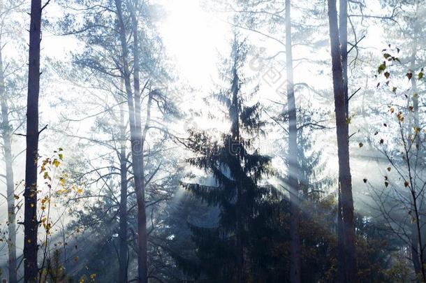 魔力的秋森林.公园.美丽的地点多雾的老的森林winter冬天