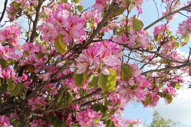 美丽的兰花树向一和煦的：照到阳光的春季d一y