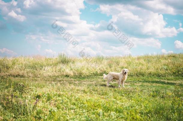 金色的寻猎物犬狗向美丽的草地