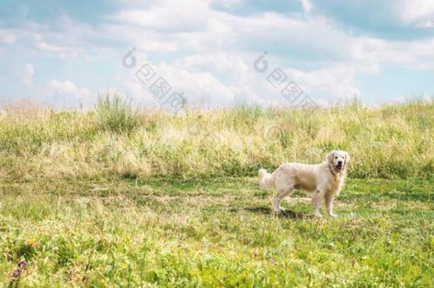 友好的金色的寻猎物犬狗向美丽的草地