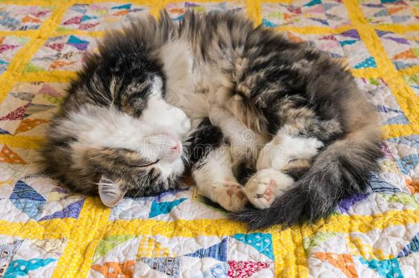 平纹雄猫睡眠卷曲的在上面向黄色的被子遮盖