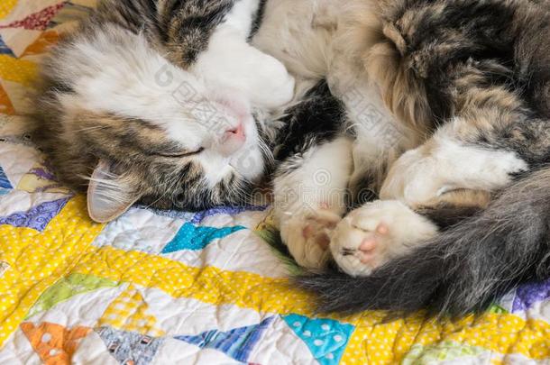 平纹<strong>雄猫</strong>睡眠向颜色鲜艳的被子遮盖和复制品空间