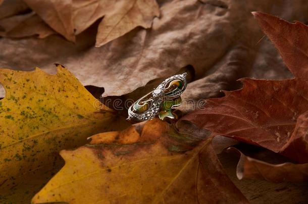 珠宝金钻石戒指向秋植物的叶子背景