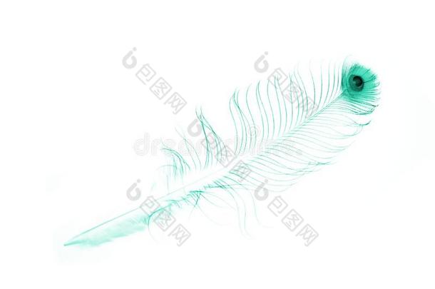 孔雀羽毛向白色的关-在上面